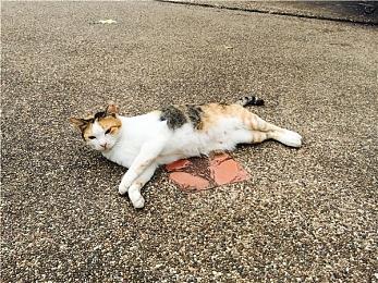 《上古卷轴OL》玩家数突破2200万 不到一年新增100万