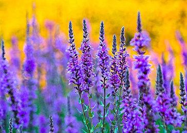 《超侦探事件簿》游戏系统情报 《弹丸论破》团队新作