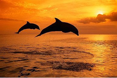 《饥荒 联机版》NS版现已上线 发售宣传片公布 